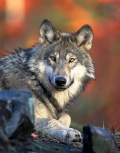 À pas de loup ? Même pas peur !